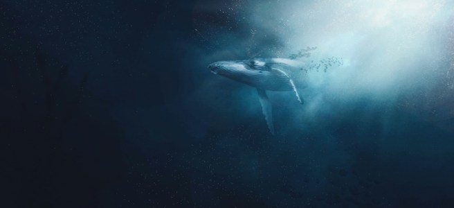 underwater whale